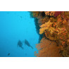 CORSO SPECIALITA' PADI DEEP DIVER