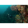 CORSO PADI PROJECT A.W.A.R.E. CORAL REEF CONSERVATION
