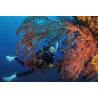 CORSO PADI PROJECT A.W.A.R.E. CORAL REEF CONSERVATION